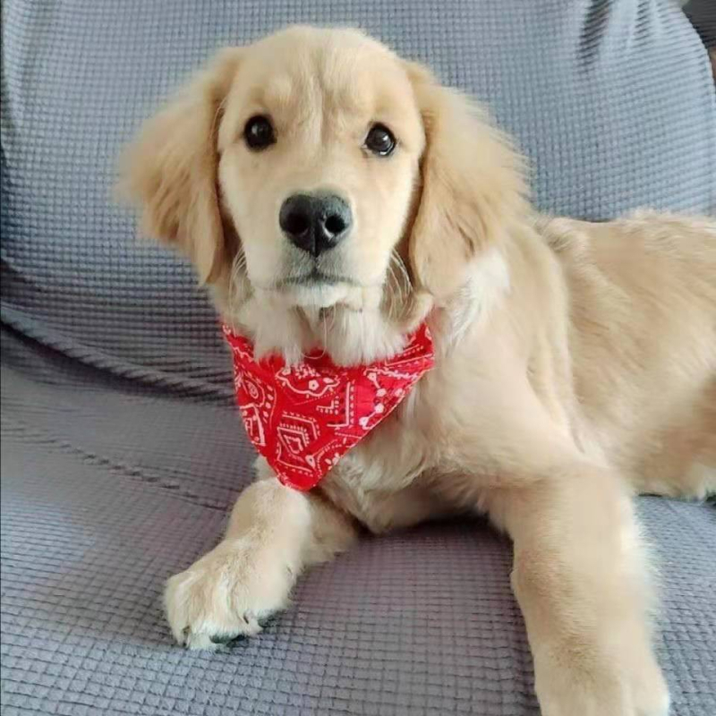 Állítható háromszög sál kutyáknak, nagytestű fajtákhoz, például Golden Retriever és Corgi