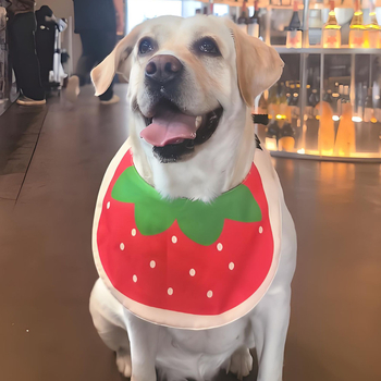 Vízálló kutya bib — Red Brocade, Poliészter, Univerzális illesztés, Négy évszak