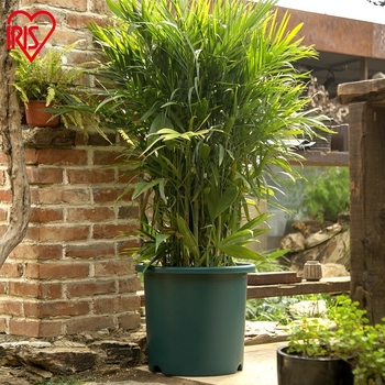 Virágcserép - Gyanta; Asztali és padlóra alkalmas; Minimalista stílus; Iroda, otthoni dekoráció és kerthez