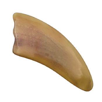 Bivalyhorn gua sha tábla arcmasszázsra, teljes testre használható, természetes, prémium minőség