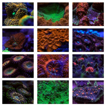 SINISI F-SH06 Filtru pentru corali pentru acvariu cu recif și fotografiere cu telefonul – set 6 în 1, compatibil cu majoritatea telefoanelor