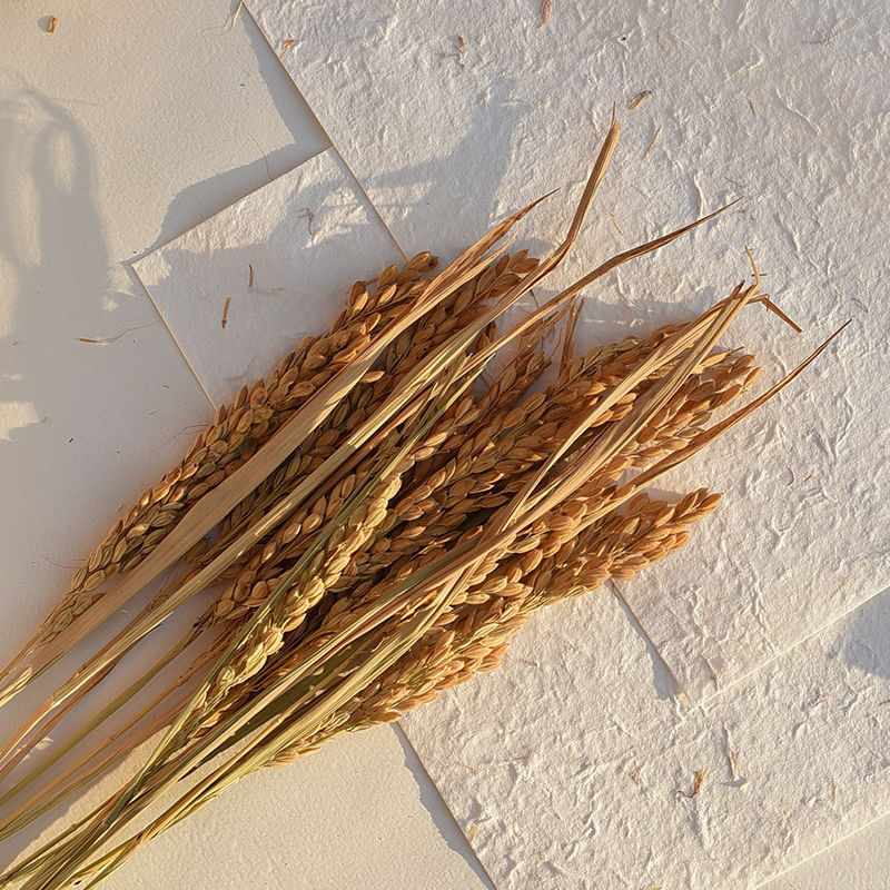 Set de recuzită pentru fotografie florală cu fundal în formă de coadă de iepure, ornamente decorative și buchete de flori uscate