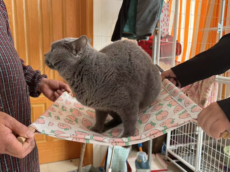 Hamac pentru pisici din material respirabil din bumbac-lină; pentru pisici; cuib/cușcă pentru animale de companie; Brand: Attachment Cow Fish