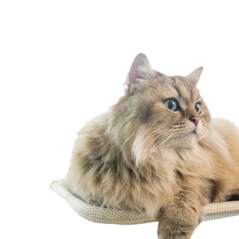 Hamac pentru pisici la fereastră – pluș imitând iepurele, Lexuan, potrivit pentru pisici