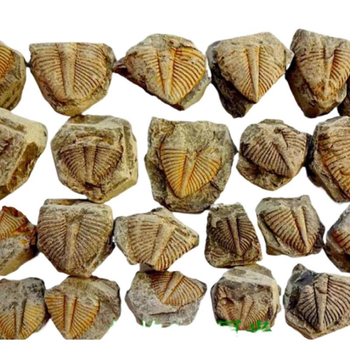 Fosil natural Chrysanthemum Stone, material gem, cu coada de trilobit, fosil educațional pentru știința copiilor