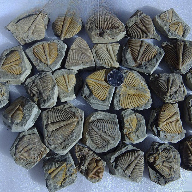 Fosil natural Chrysanthemum Stone, material gem, cu coada de trilobit, fosil educațional pentru știința copiilor