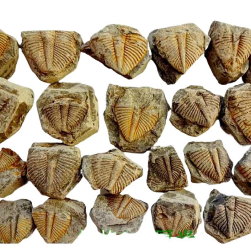 Fosil natural Chrysanthemum Stone, material gem, cu coada de trilobit, fosil educațional pentru știința copiilor