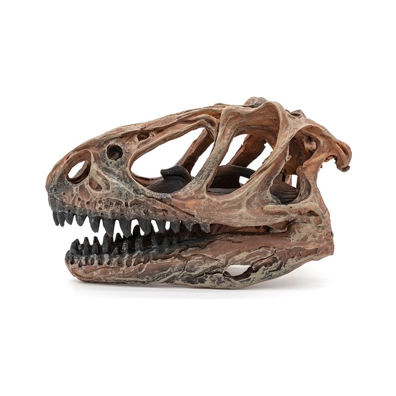 Skulptura lubanje Tyrannosaura od smole – sintetička smola, Yu Hao, umjetnički predmeti od smole
