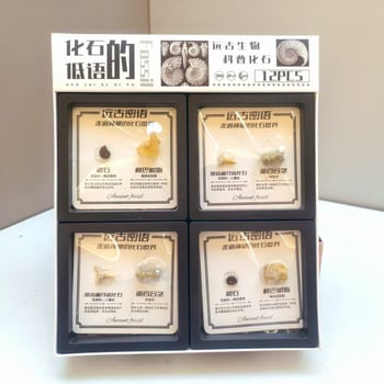 Δείγμα απολιθώματος τριλοβίτη, σε κουτί, εκπαιδευτικό διακοσμητικό, υλικό πλαστικό και ρητίνη, παλαιοντολογικό απολίθωμα