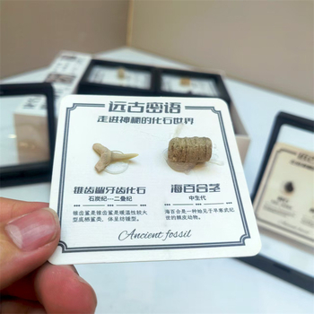 Δείγμα απολιθώματος τριλοβίτη, σε κουτί, εκπαιδευτικό διακοσμητικό, υλικό πλαστικό και ρητίνη, παλαιοντολογικό απολίθωμα