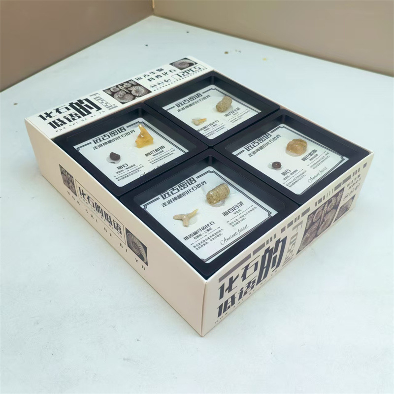 Δείγμα απολιθώματος τριλοβίτη, σε κουτί, εκπαιδευτικό διακοσμητικό, υλικό πλαστικό και ρητίνη, παλαιοντολογικό απολίθωμα