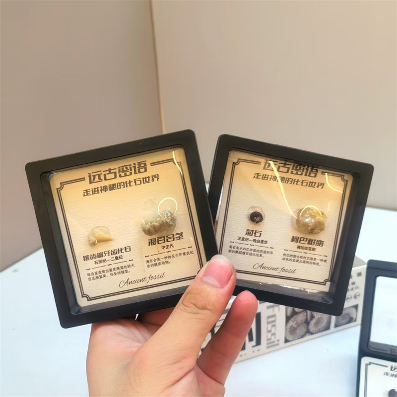 Δείγμα απολιθώματος τριλοβίτη, σε κουτί, εκπαιδευτικό διακοσμητικό, υλικό πλαστικό και ρητίνη, παλαιοντολογικό απολίθωμα
