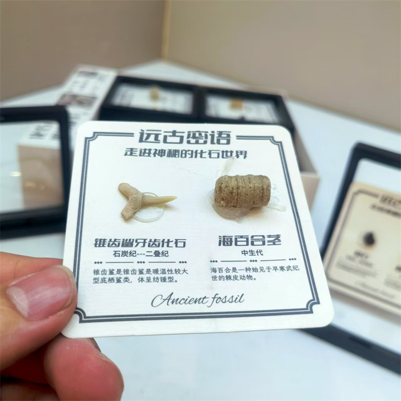 Δείγμα απολιθώματος τριλοβίτη, σε κουτί, εκπαιδευτικό διακοσμητικό, υλικό πλαστικό και ρητίνη, παλαιοντολογικό απολίθωμα