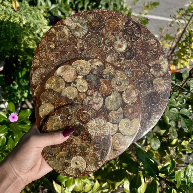 Prirodni kristalni amonitni disk – podmetač za čaj i Feng shui ukras s kompasom