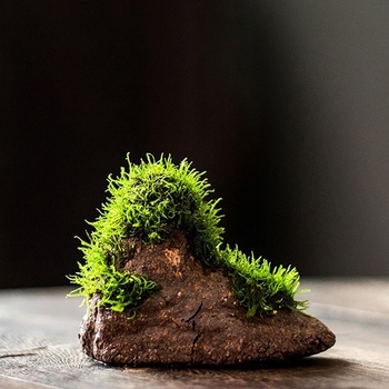 Декоративна водна композиция за бюро с бонсай — дзен микро пейзаж от копринени цветя