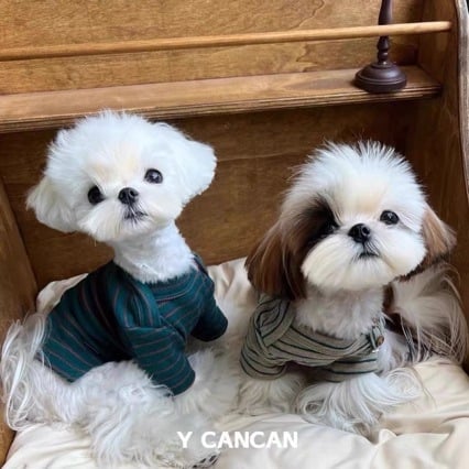 Μπλουζάκι βάσης για κατοικίδια – γάτες και σκύλοι Maltese, λεπτό με μακριά μανίκια, πολυεστέρας, διατηρεί τη θερμότητα, χαλαρό στυλ