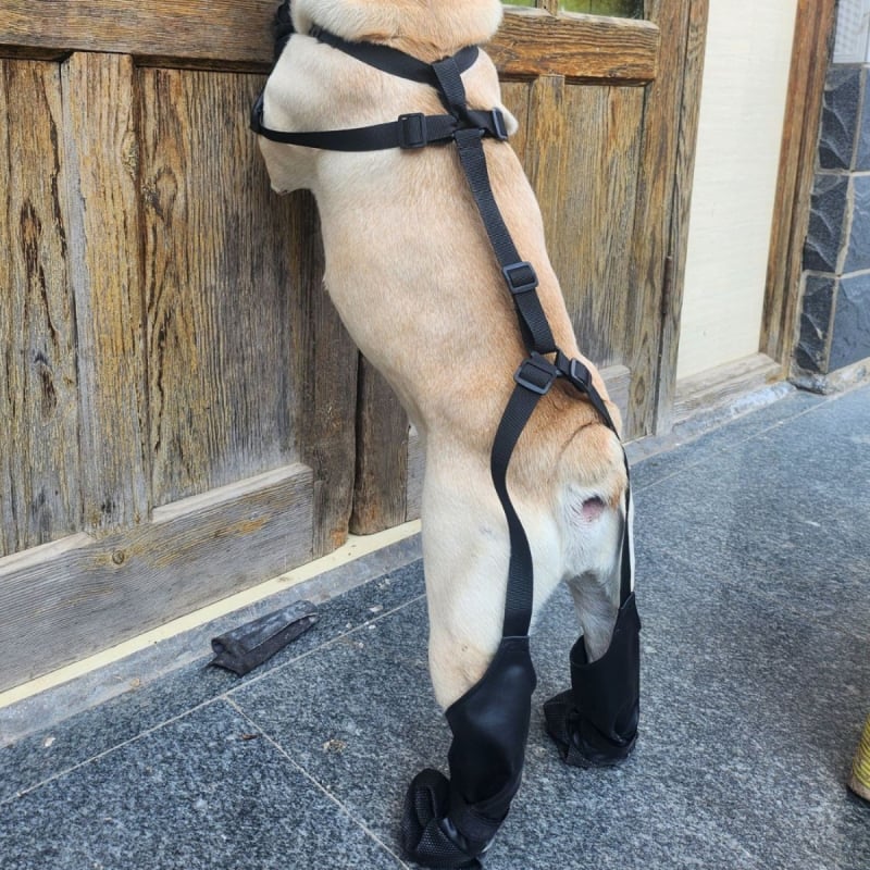 Kültéri kutyacipő – négy évszakos, légáteresztő, vízálló, csúszásmentes, szintetikus bőr