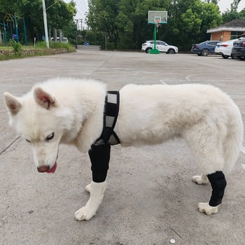 Kutyák számára terhelésvédő lábszorító elülső és hátsó lábakhoz, pamut anyagból — térdkalács párnával • Anyag: vászon • Alkalmas: kutyáknak • Funkció: védelem