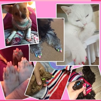 Macskáknak szánt körömvédő sapkák, karcolás elleni, gumiból