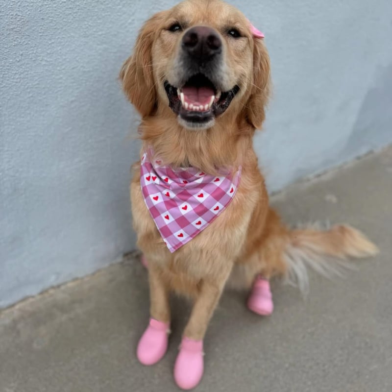 Kutyáknak készített esőcsizmák – gumi alapanyagú, vízálló, csúszásmentes, kopásálló, INS-stílus