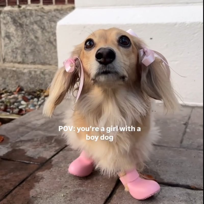 Kutyáknak készített esőcsizmák – gumi alapanyagú, vízálló, csúszásmentes, kopásálló, INS-stílus