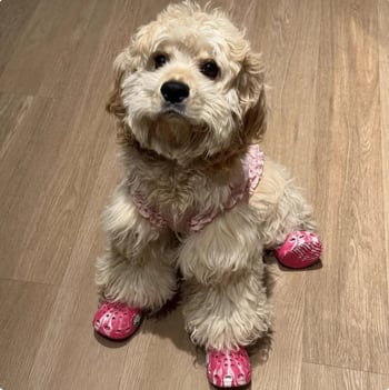 Kutyáknak esőcsizma — EVA anyagú, vízálló, csúszásmentes, kopásálló, puha talp