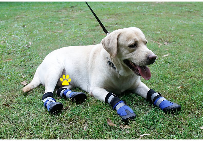 Kutya cipők – téli vízálló, csúszásmentes, melegen tartó és kopásálló