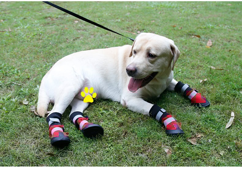 Kutya cipők – téli vízálló, csúszásmentes, melegen tartó és kopásálló