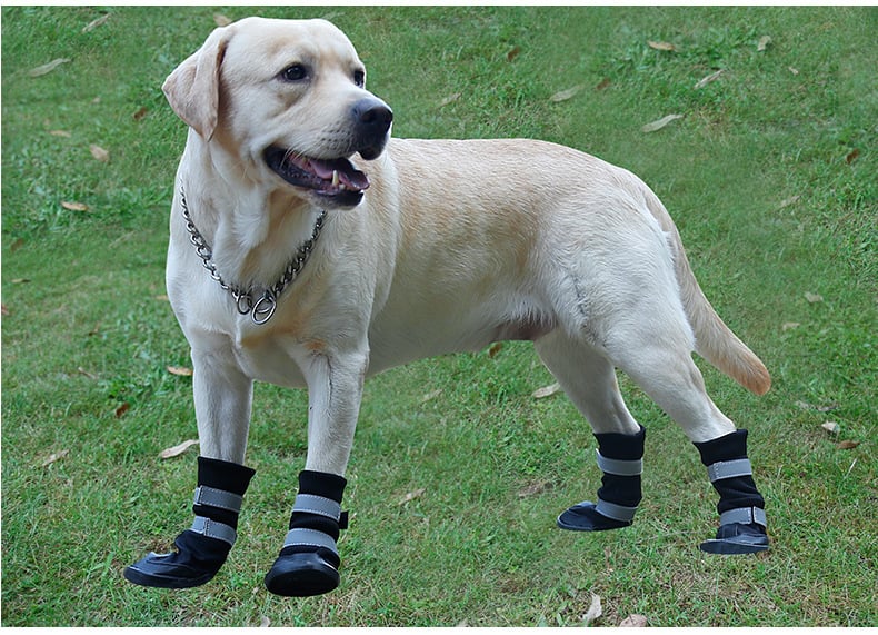 Kutya cipők – téli vízálló, csúszásmentes, melegen tartó és kopásálló