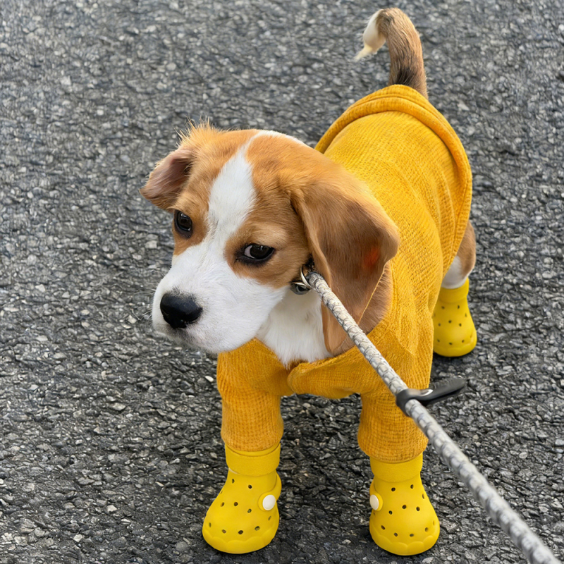 Kutyacipő - EVA, csúszásmentes, kopásálló - RJ25197 modell, AJAIOYOUNG