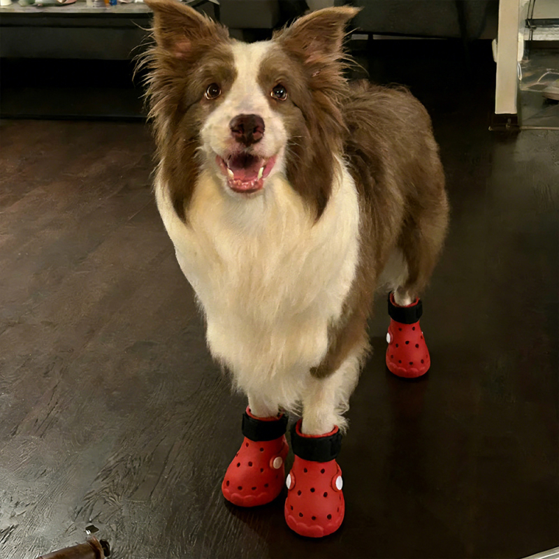 Kutyacipő - EVA, csúszásmentes, kopásálló - RJ25197 modell, AJAIOYOUNG