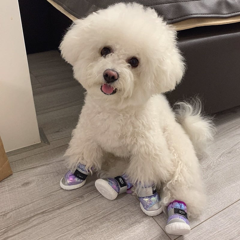 Téli kutyacipő, puha talpú, csúszásmentes, meleg, lazább stílusú sétálócipő