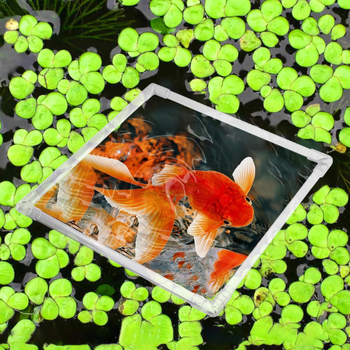 Τροφοδότης ψαριών για ενυδρείο, διαφανής, κυκλικός, ακρυλικός, με βεντούζα