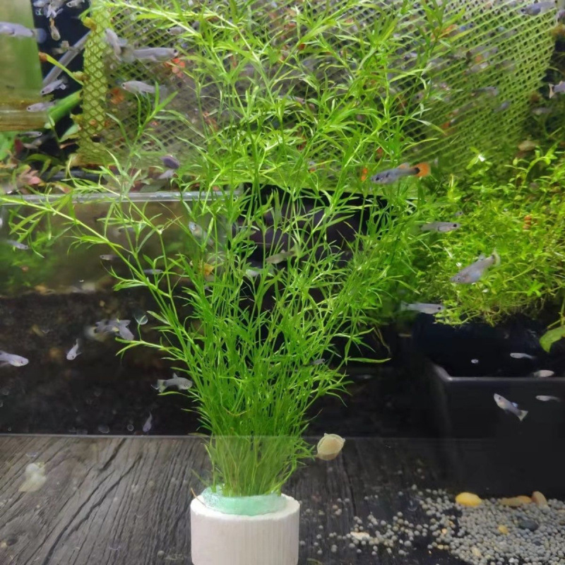 Filtru pentru acvariu — marca Shi Ya, neimportat, Echipament pentru acvarii