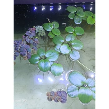 Duckweed πλωτό για ενυδρείο – καθαρισμός νερού, πράσινο υδάτινο φυτό για γραφείο και αυλή