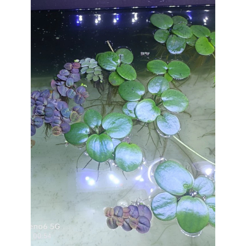 Duckweed πλωτό για ενυδρείο – καθαρισμός νερού, πράσινο υδάτινο φυτό για γραφείο και αυλή