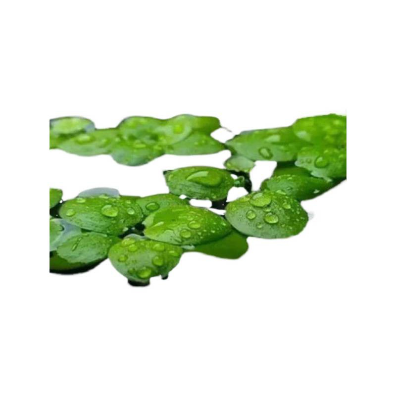 Duckweed πλωτό για ενυδρείο – καθαρισμός νερού, πράσινο υδάτινο φυτό για γραφείο και αυλή