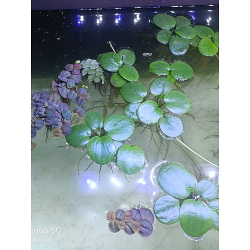Duckweed πλωτό για ενυδρείο – καθαρισμός νερού, πράσινο υδάτινο φυτό για γραφείο και αυλή