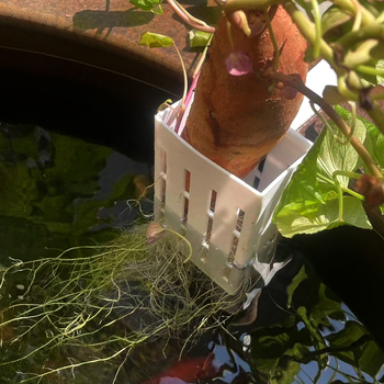 Műanyag hidropónikus függőkosár édesburgonyához — falra szerelhető akváriumi dekoráció és növények tároló állvány, többfunkciós, antik stílus