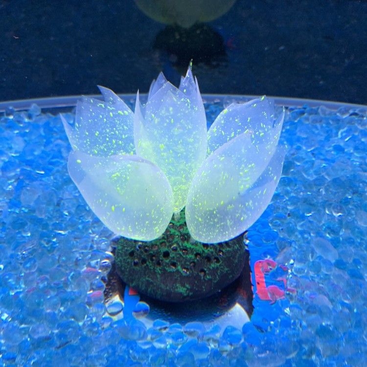 Szilikon akváriumi díszítő elemek vízi növényekhez
