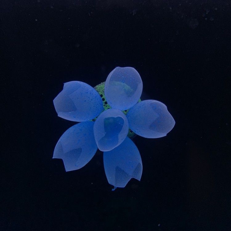 Szilikon akváriumi díszítő elemek vízi növényekhez