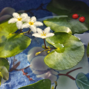 Akvarisztikus vízi növény: egylevelű lótusz, hidroponikus, beltéri, örökzöld; tisztítja a vizet és eltávolítja a formaldehidet; PET anyag, Senlan márka, súly 30