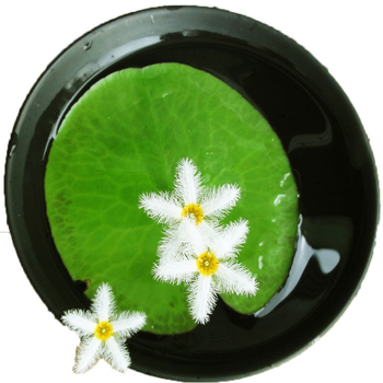 Akvarisztikus vízi növény: egylevelű lótusz, hidroponikus, beltéri, örökzöld; tisztítja a vizet és eltávolítja a formaldehidet; PET anyag, Senlan márka, súly 30