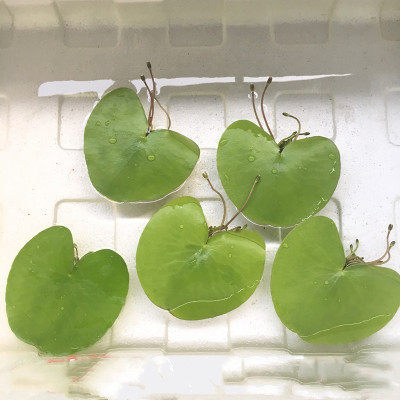 Akvarisztikus vízi növény: egylevelű lótusz, hidroponikus, beltéri, örökzöld; tisztítja a vizet és eltávolítja a formaldehidet; PET anyag, Senlan márka, súly 30