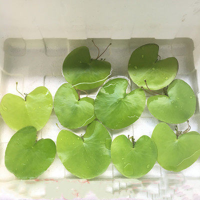 Akvarisztikus vízi növény: egylevelű lótusz, hidroponikus, beltéri, örökzöld; tisztítja a vizet és eltávolítja a formaldehidet; PET anyag, Senlan márka, súly 30