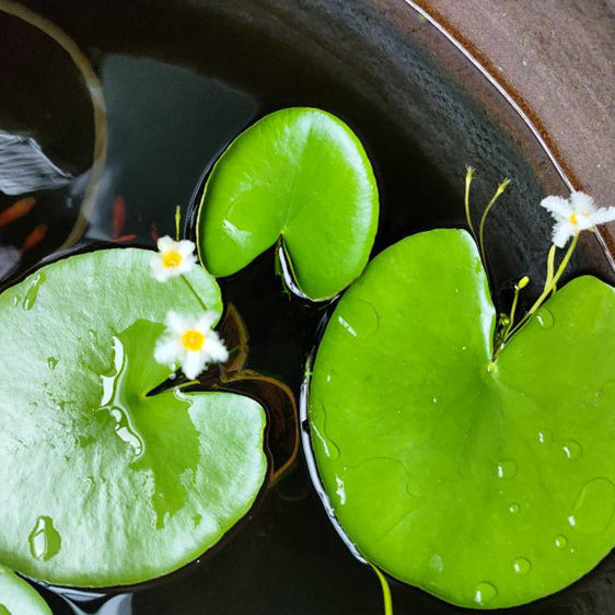 Akvarisztikus vízi növény: egylevelű lótusz, hidroponikus, beltéri, örökzöld; tisztítja a vizet és eltávolítja a formaldehidet; PET anyag, Senlan márka, súly 30