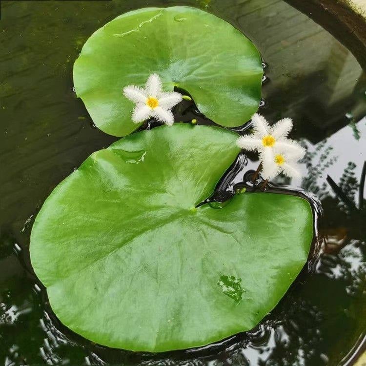 Akvarisztikus vízi növény: egylevelű lótusz, hidroponikus, beltéri, örökzöld; tisztítja a vizet és eltávolítja a formaldehidet; PET anyag, Senlan márka, súly 30