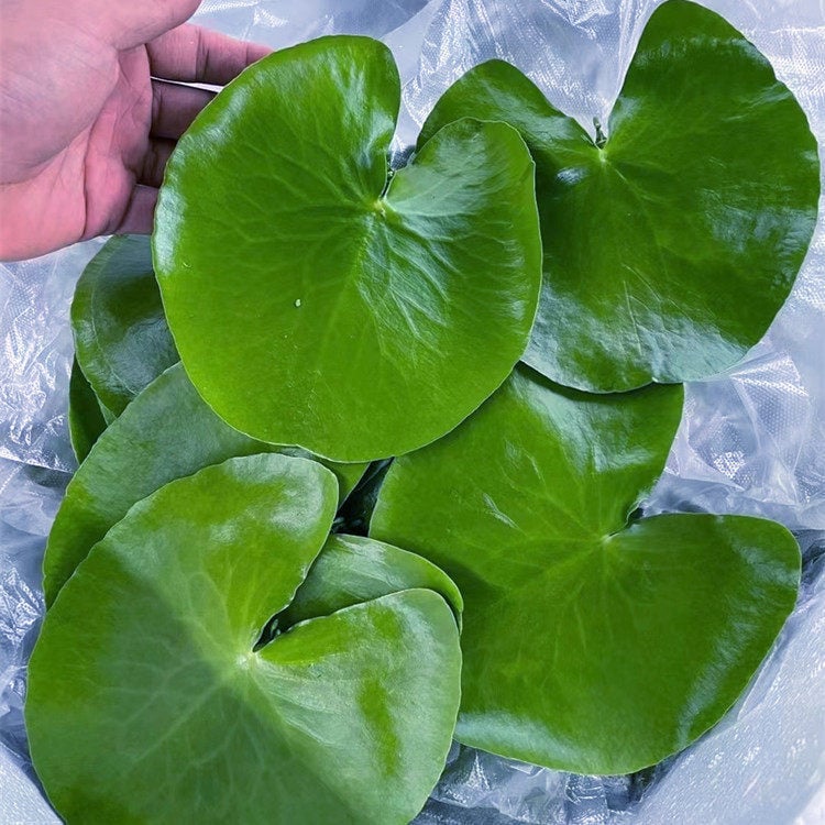 Akvarisztikus vízi növény: egylevelű lótusz, hidroponikus, beltéri, örökzöld; tisztítja a vizet és eltávolítja a formaldehidet; PET anyag, Senlan márka, súly 30