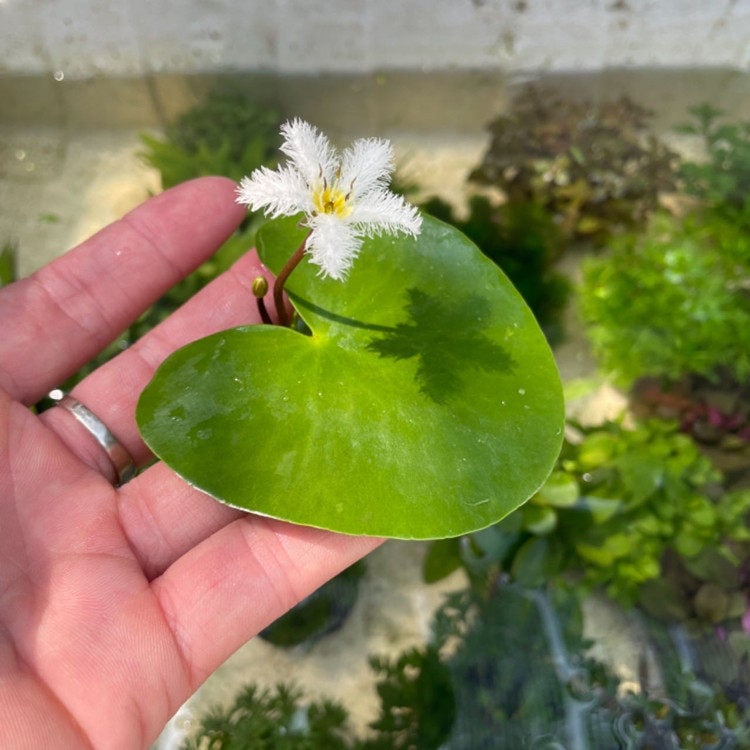 Akvarisztikus vízi növény: egylevelű lótusz, hidroponikus, beltéri, örökzöld; tisztítja a vizet és eltávolítja a formaldehidet; PET anyag, Senlan márka, súly 30