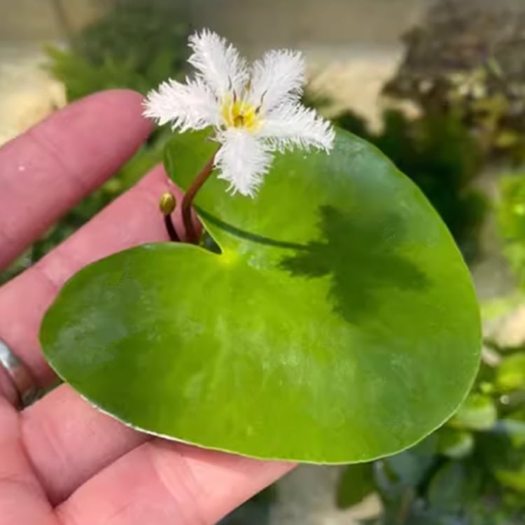 Akvarisztikus vízi növény: egylevelű lótusz, hidroponikus, beltéri, örökzöld; tisztítja a vizet és eltávolítja a formaldehidet; PET anyag, Senlan márka, súly 30